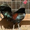 mcrae gamefowl for sale