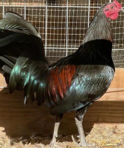 mcrae gamefowl for sale