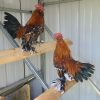 mille fleur d uccle bantam chicken for sale