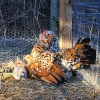 mille fleur d uccle bantam chicken for sale