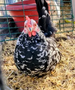 mottled japanese bantam for sale