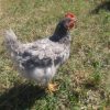 sapphire gem chicken for sale 1