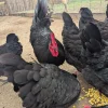 black australorp hatching eggs for sale 2