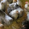 pekin bantam hens for sale 3