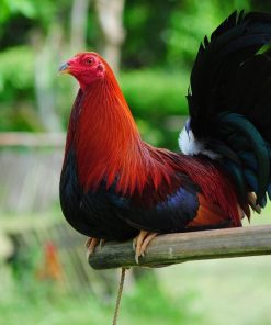 Cowan Roundhead Gamefowl1