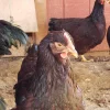 rhode island red hatching eggs for sale 1