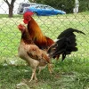 johnny jumper radio gamefowl