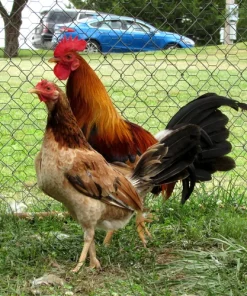 johnny jumper radio gamefowl