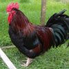 red dorking chickens for sale1