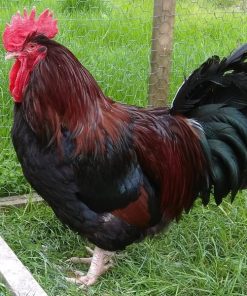 red dorking chickens for sale1