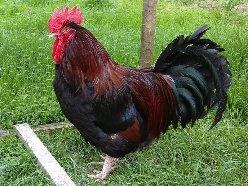 Red-Rooster_FB-Dorking-Hens red dorking chickens for sale1
