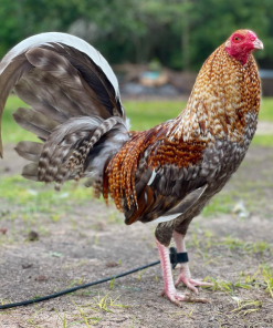 dom gamefowl for sale 3