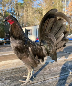 blue mug gamefowl for sale