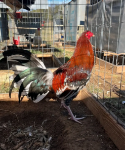 morgan whitehackle gamefowl for sale