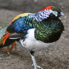 lady amherst pheasants for sale 1