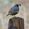 california valley quail for sale