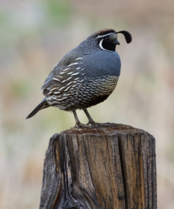 california valley quail for sale