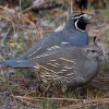california valley quail for sale 1