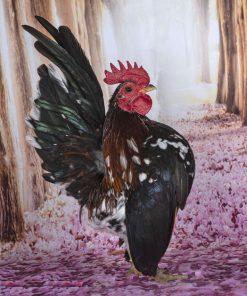 american serama chickens for sale