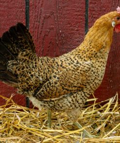 sicilian buttercup chickens for sale
