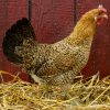 buttercup chickens for sale 1