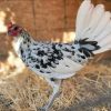 splash old english gamefowl for sale 1