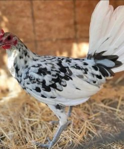 splash old english gamefowl for sale 1