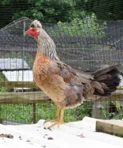 Buy Ginn Grey Toppy Hatching Eggs