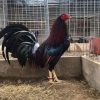 cardinal kelso gamefowl for sale