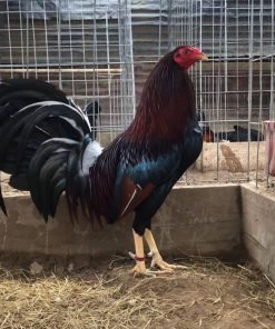 cardinal kelso gamefowl for sale
