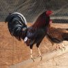 cardinal kelso gamefowl for sale