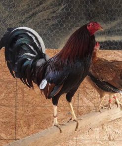 cardinal kelso gamefowl for sale