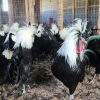 crested polish chickens for sale