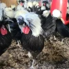crested polish chickens for sale 3