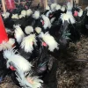 crested polish chickens for sale 4