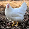 white plymouth rock hatching eggs for sale 2