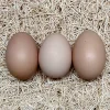 white plymouth rock hatching eggs for sale 1