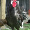 white faced spanish chickens for sale