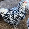 ermine ameraucana chickens
