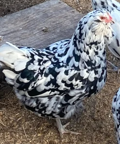 ermine ameraucana chickens