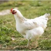 amber star chicken for sale 1