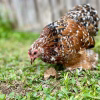 calico cochin bantam for sale