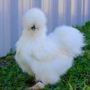 white silkie bantams for sale