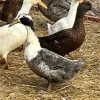 dutch hookbill ducks for sale