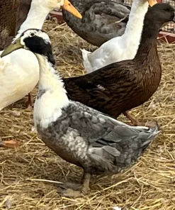 dutch hookbill ducks for sale