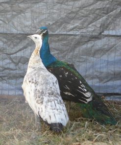 Black Shoulder Peafowl Pair