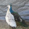 black shoulder peafowl pair for sale
