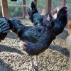 black ameraucana chicken for sale