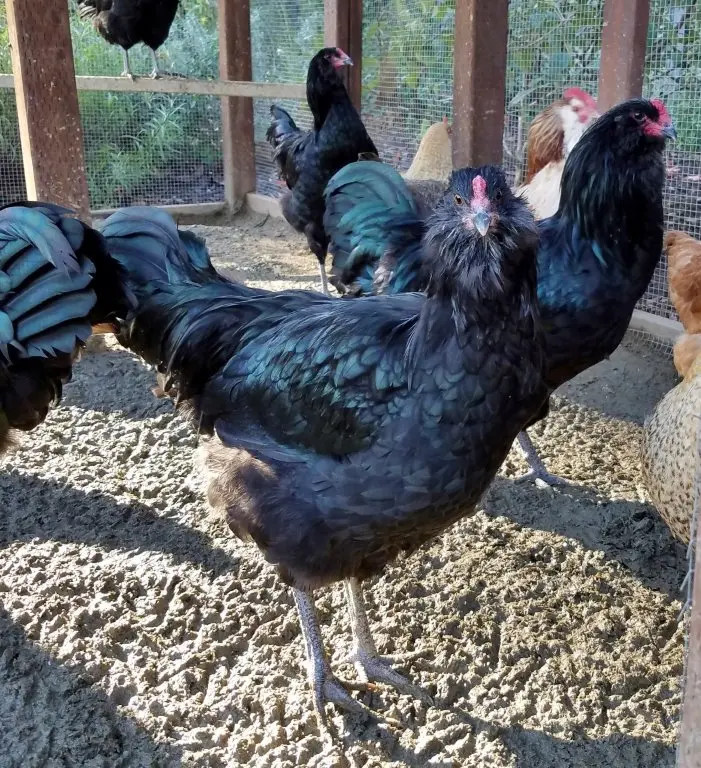 black ameraucana chicken for sale black ameraucana chicken for sale