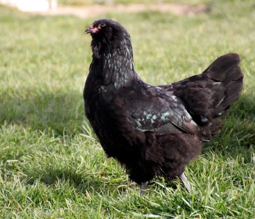 black_ameraucana_5.jpg
